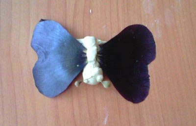 Комахи з природного матеріалу