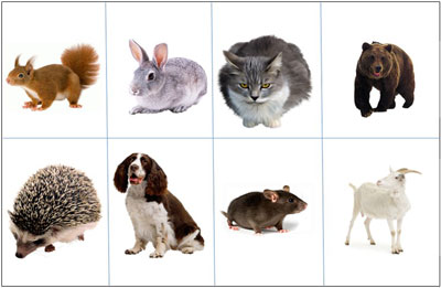 Картки для гри «Бутерброди для звірів»