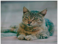 «Подорож в село до бабусі»