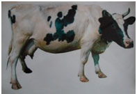 «Подорож в село до бабусі»