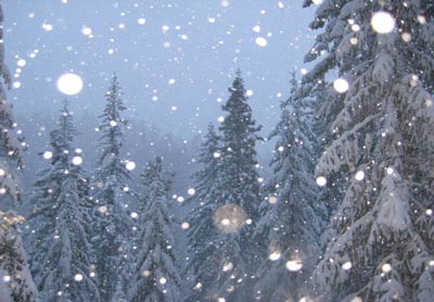 зимовий ліс