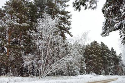 зимовий ліс