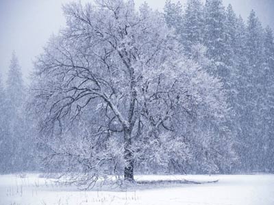зимовий ліс